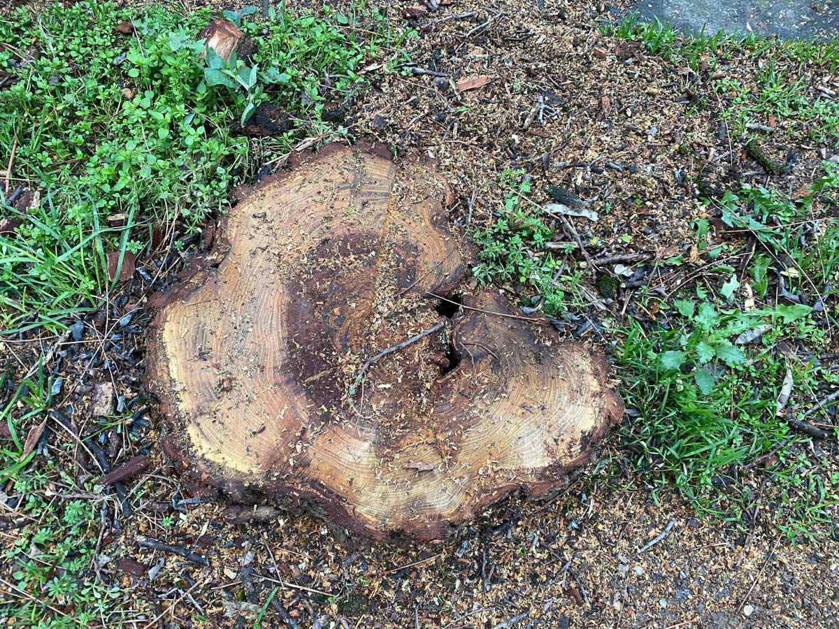 Alberi marci e malati tagliati da Amia in via Cendrata (Borgo Venezia, Verona)