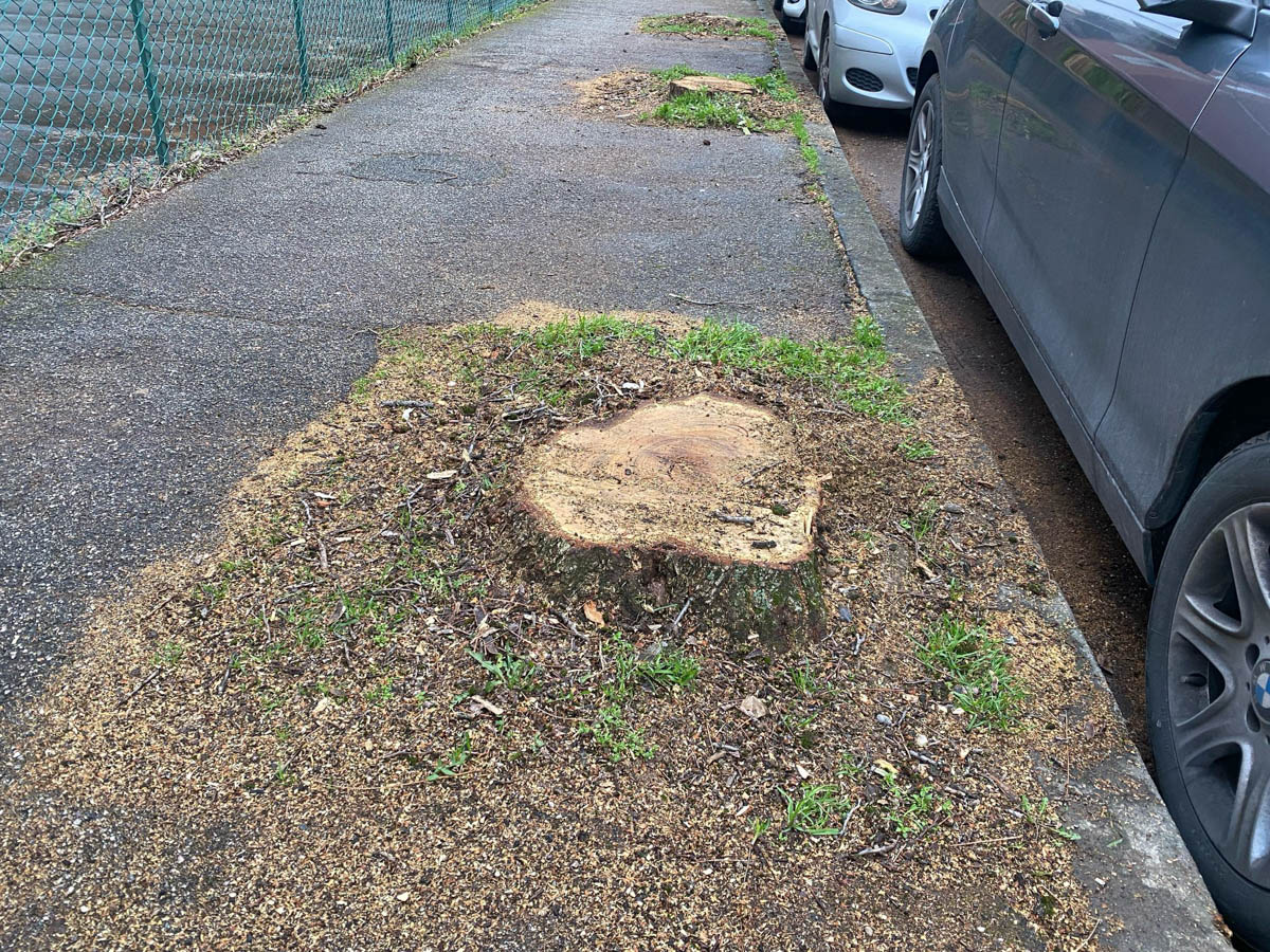 Alberi marci e malati tagliati da Amia in via Cendrata (Borgo Venezia, Verona)