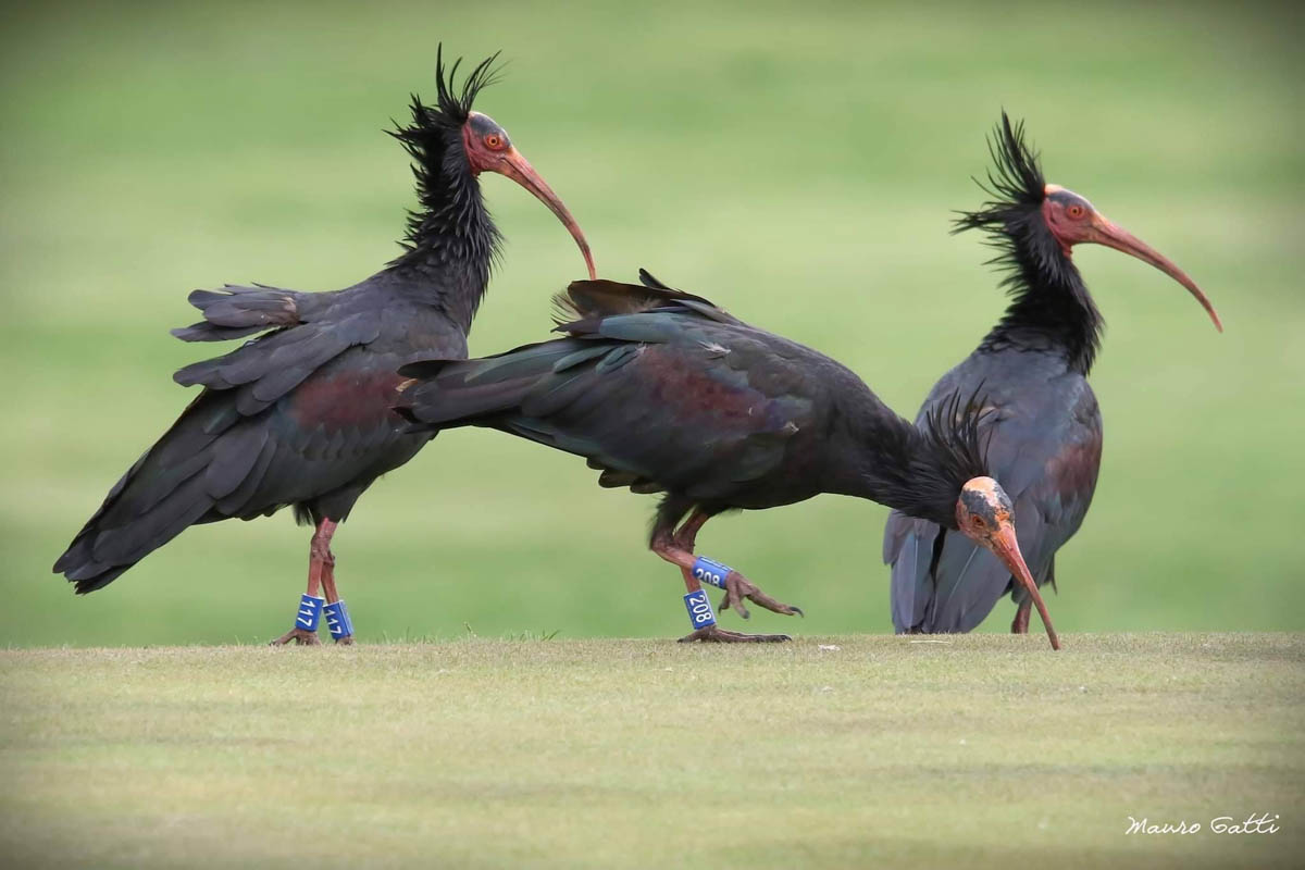 Ibis Eremita Parco Natura Viva