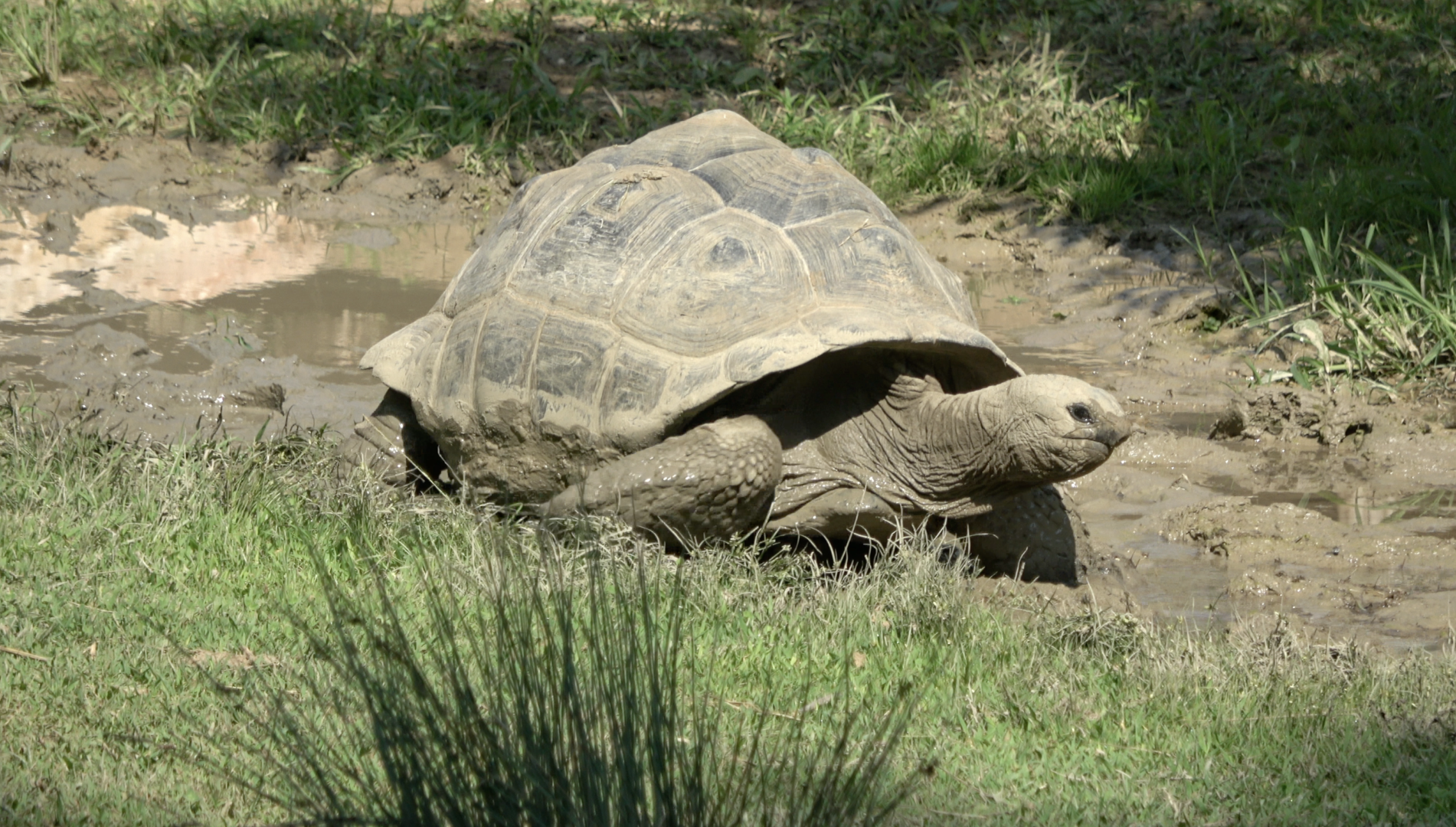 Testuggine gigante delle Seychelles al Parco Natura Viva