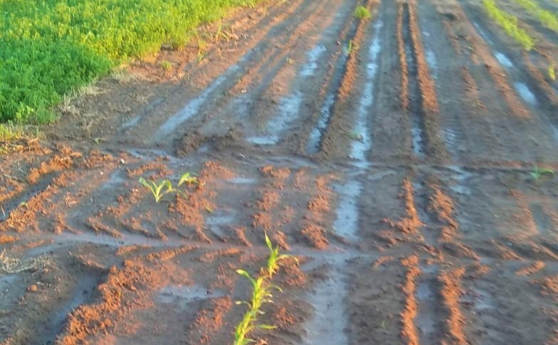 mais cinghiali peste suina confagricoltura veneto