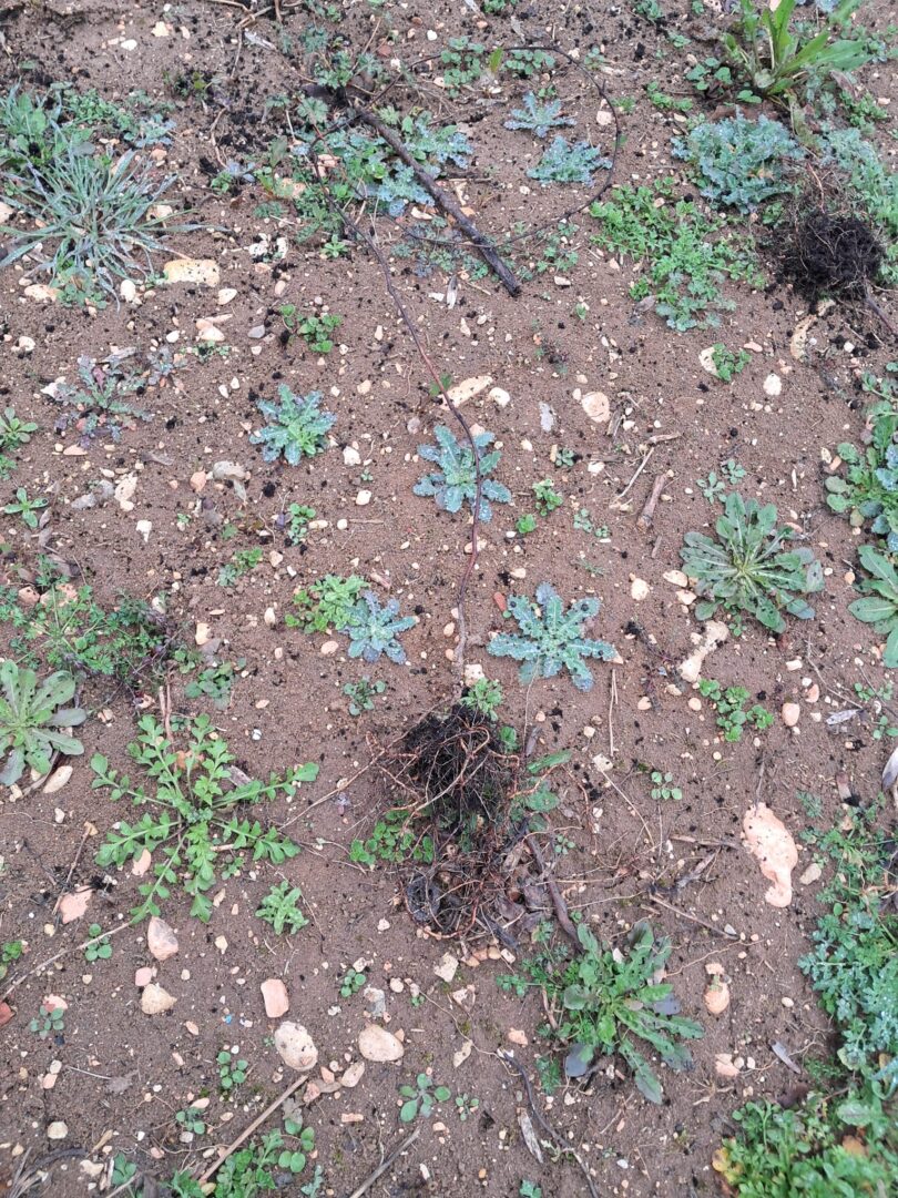 vandalizzato il campo di vite TEA