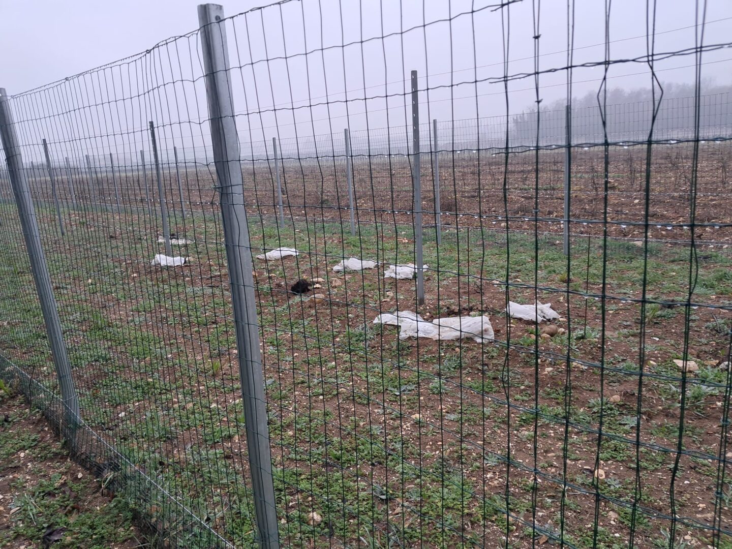 vandalizzato il campo di vite TEA