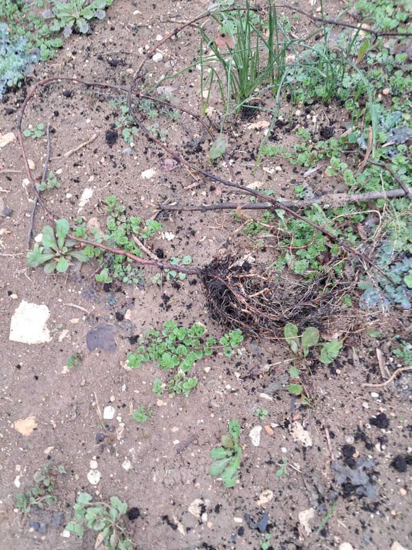 vandalizzato il campo di vite TEA