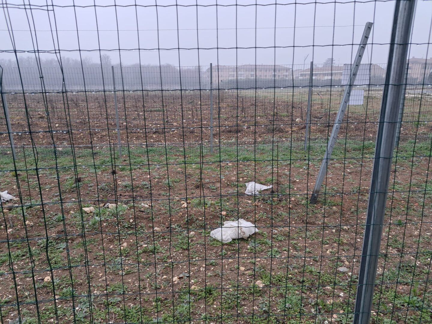 vandalizzato il campo di vite TEA