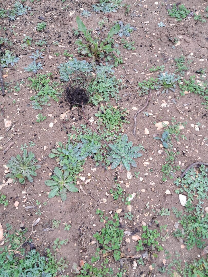 vandalizzato il campo di vite TEA