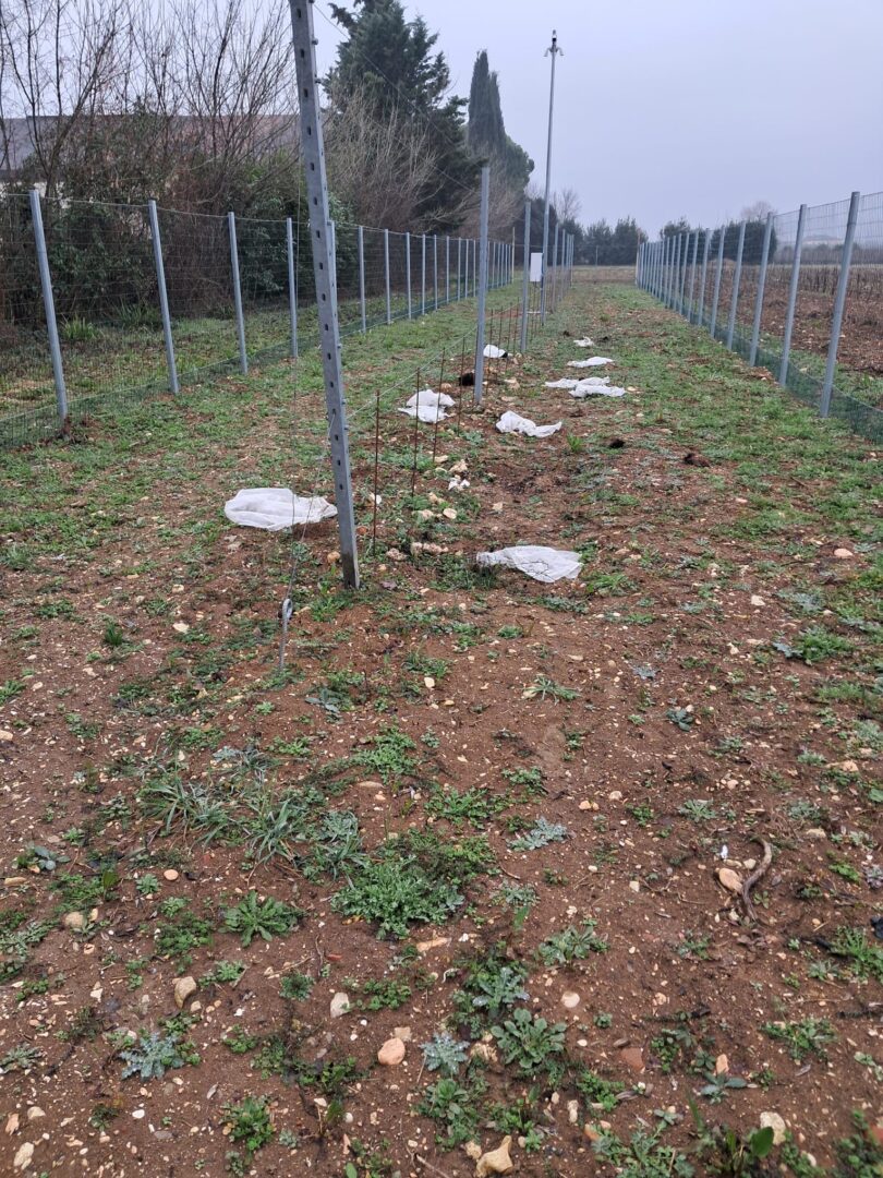 vandalizzato il campo di vite TEA