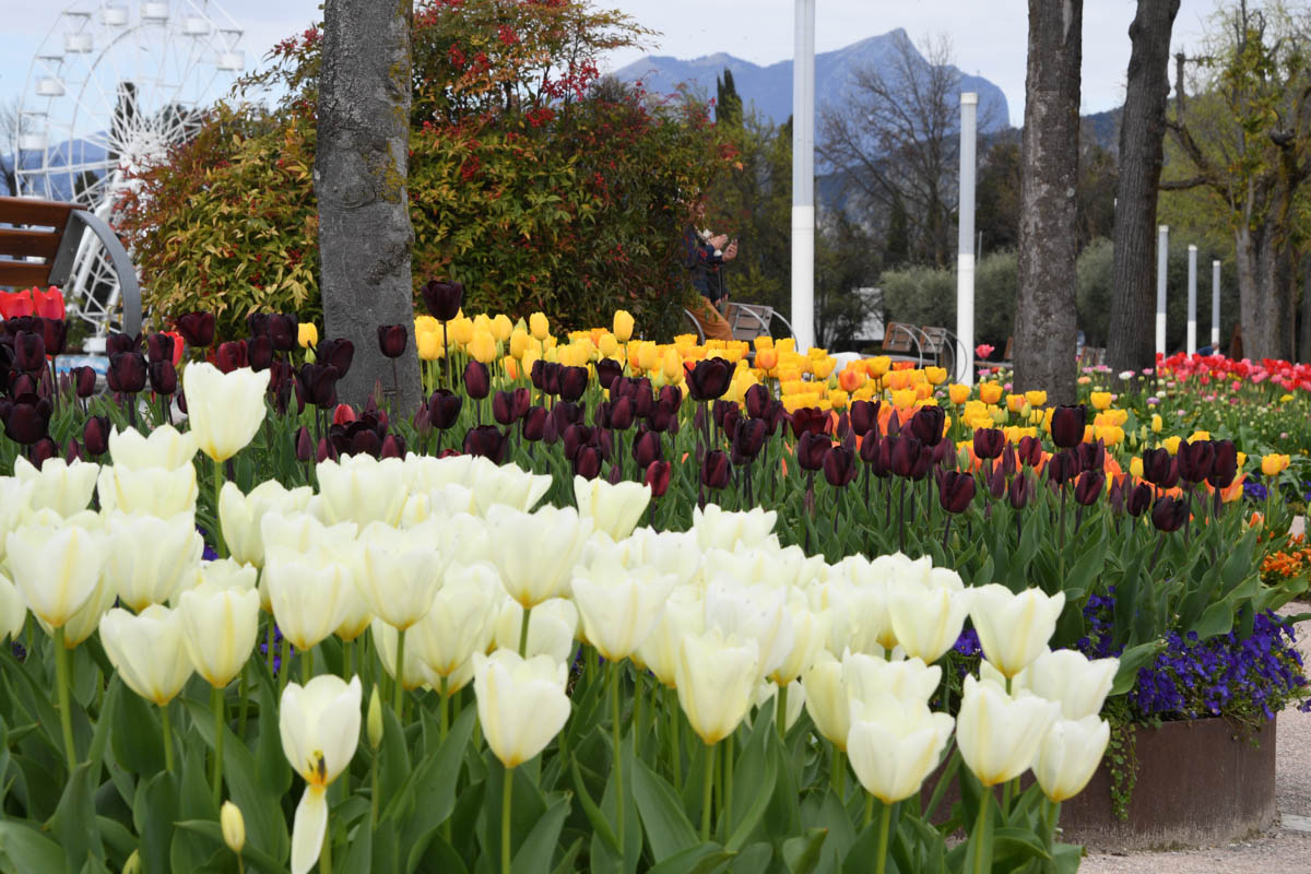I tulipani della "Tulipanomania" a Bardolino (Foto Laura Richelli)