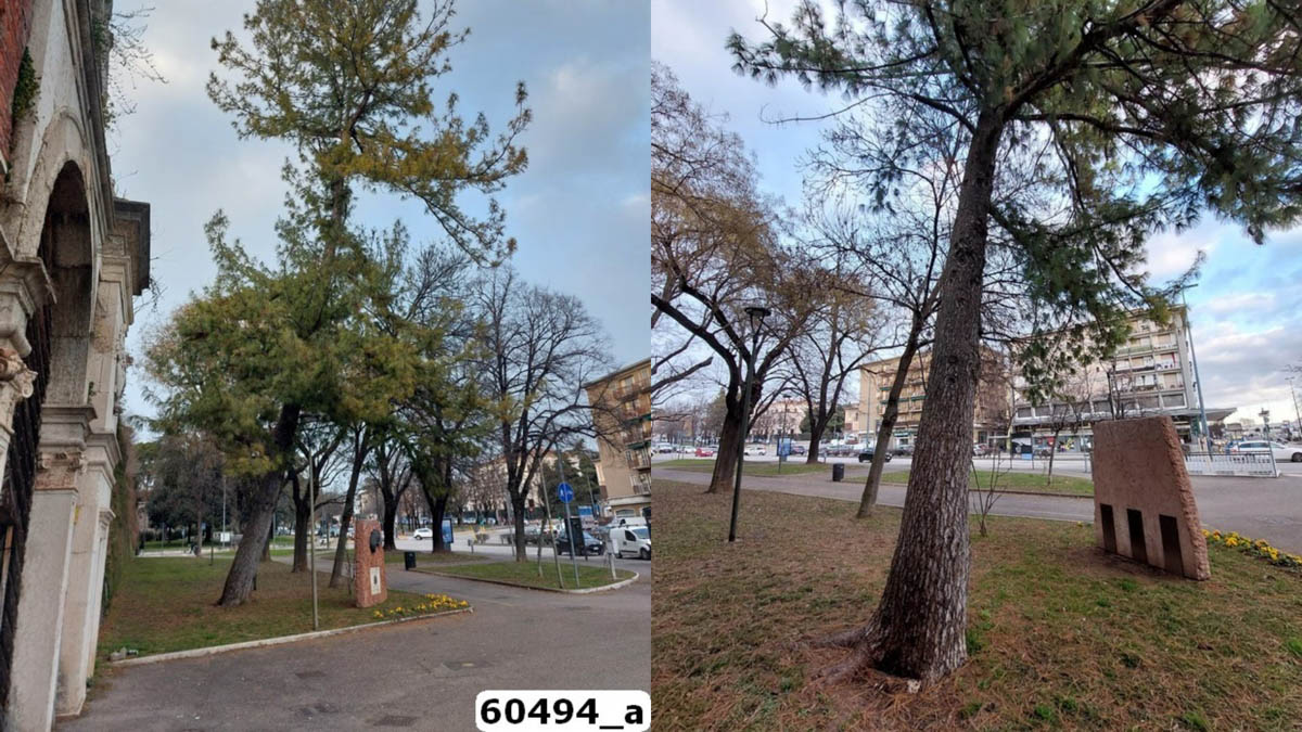 Amia - albero Porta Vescovo da abbattere