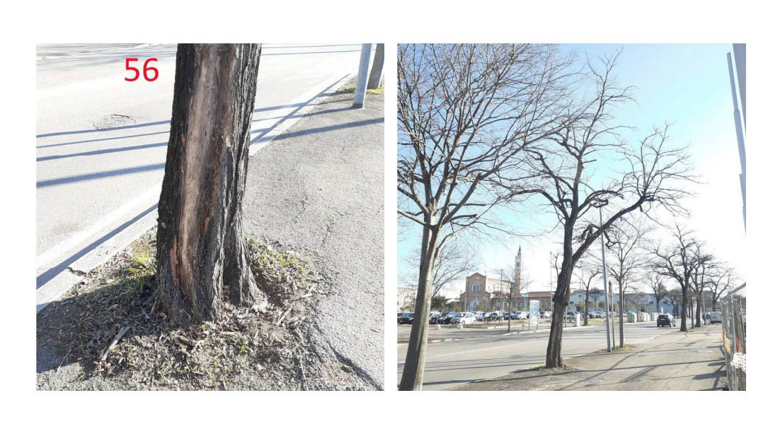 Un albero in gravi condizioni in viale dell'Agricoltura a Verona (foto dalla relazione Amia)