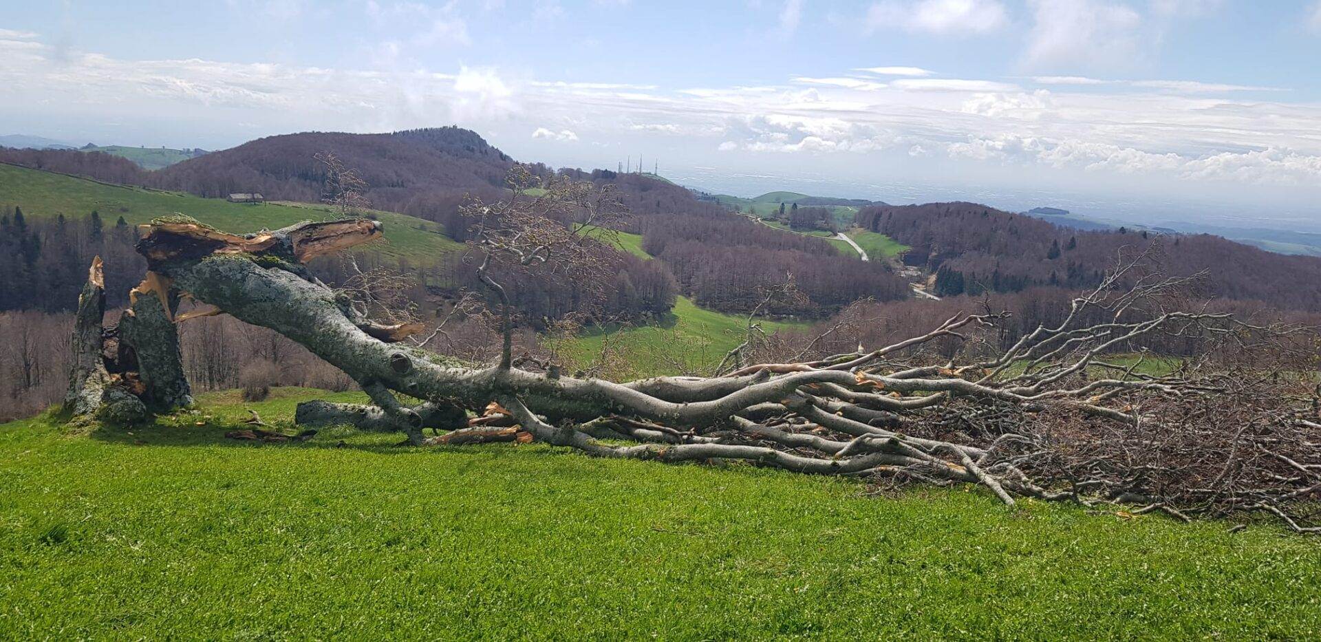 Faggio abbattuto Parco naturale della Lessinia