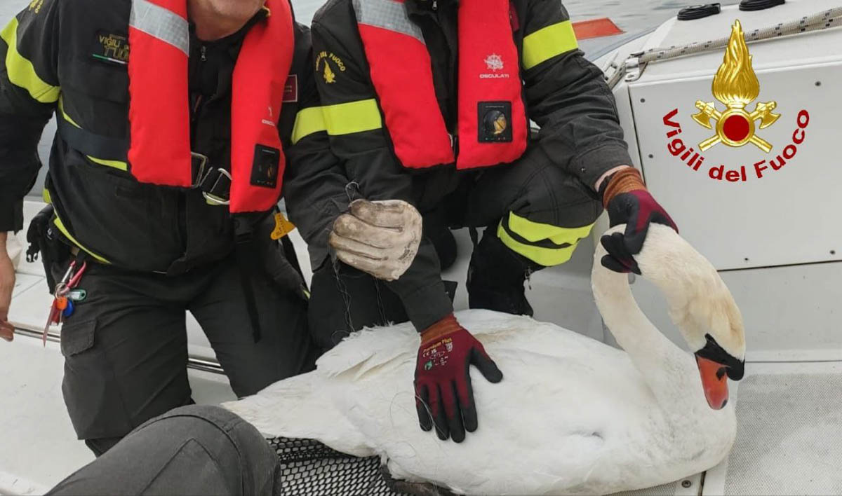 Vigili del fuoco - cigno in difficoltà Bardolino
