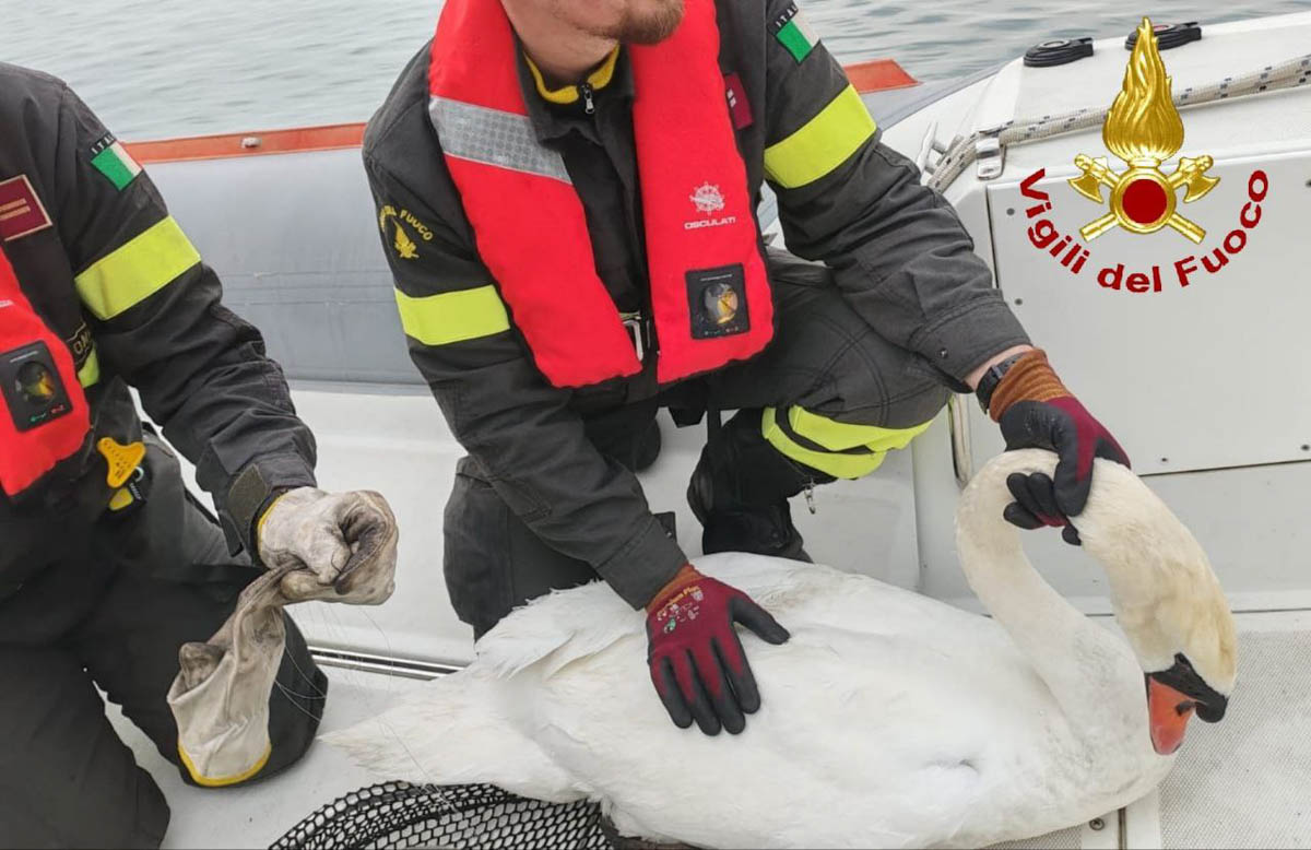 Vigili del fuoco - cigno in difficoltà Bardolino