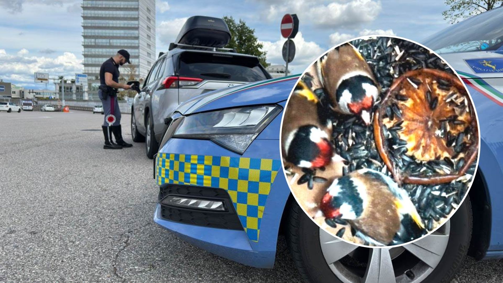 polizia stradale specie protette