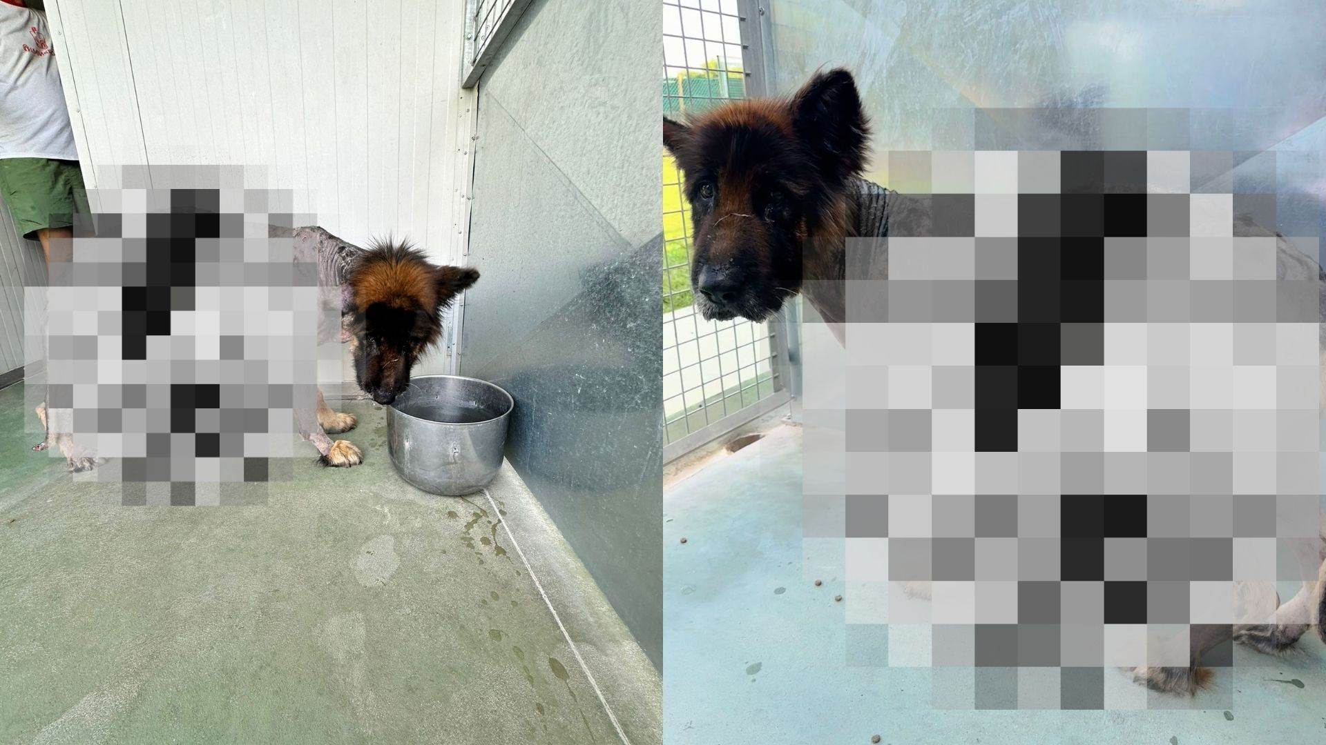 Bruno pastore tedesco LAV Verona