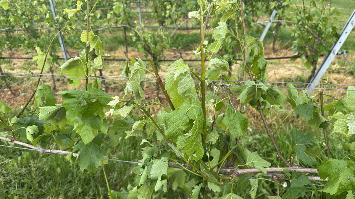 Danni grandine Codive