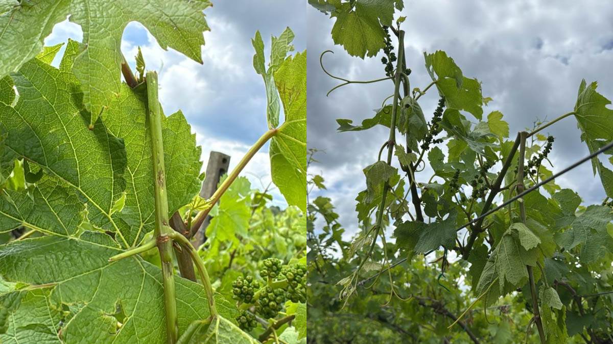 Danni grandine Codive