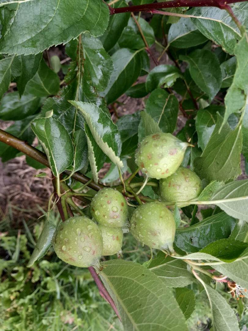 campi allagati grandine veronese (1)