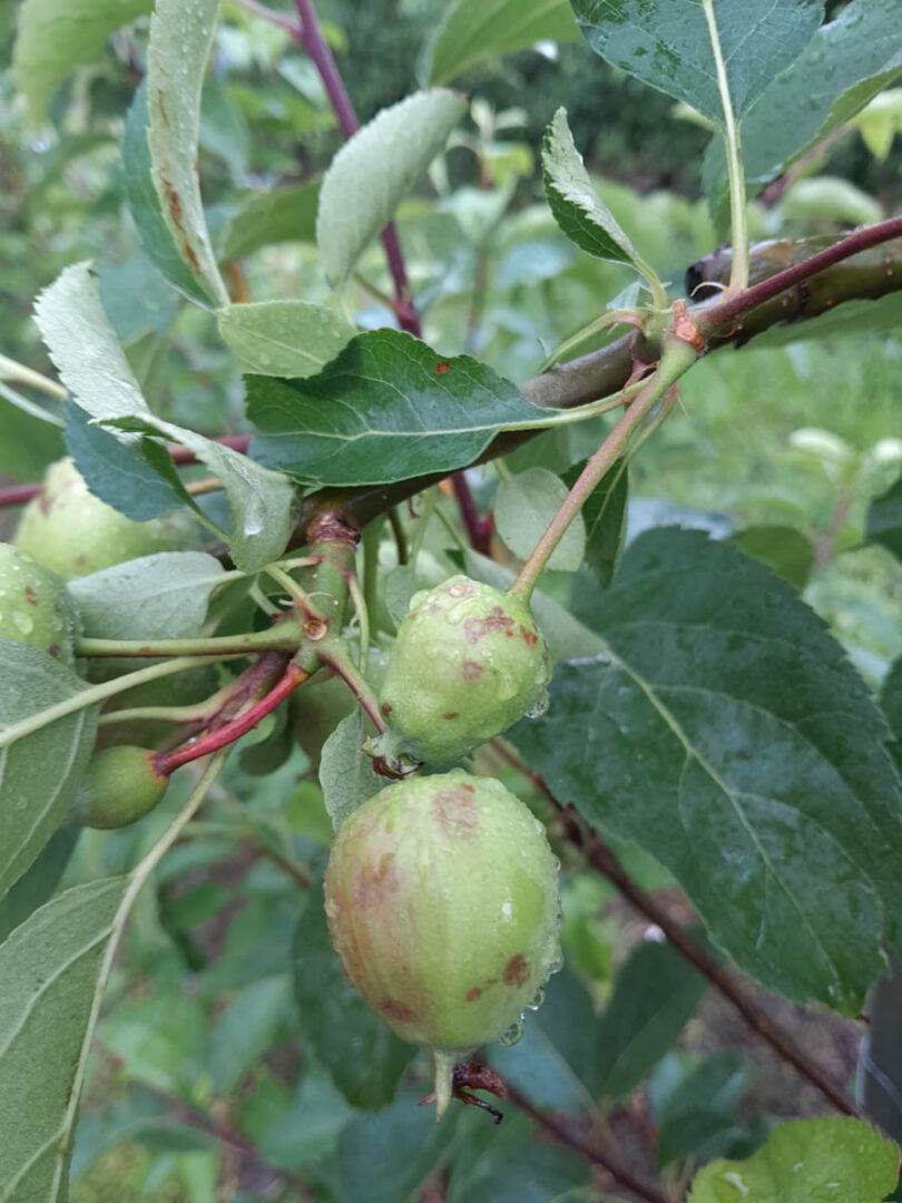 campi allagati grandine veronese (1)