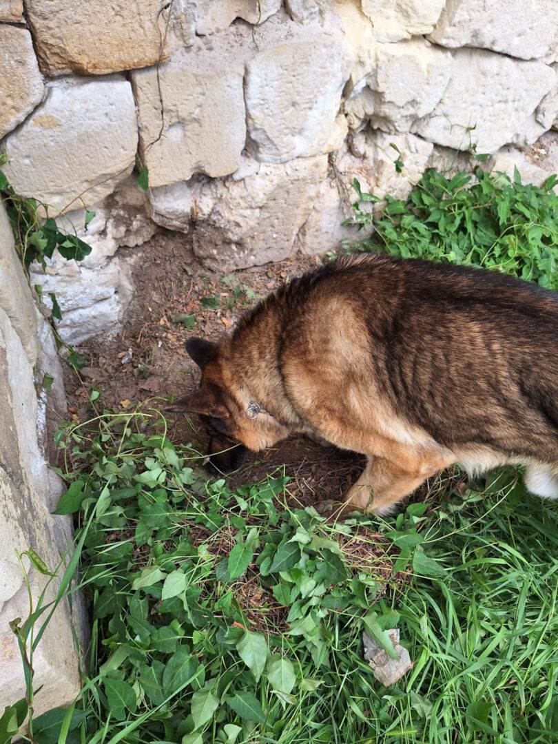 Polizia Locale Verona - cane antidroga in azione 17-05-2025