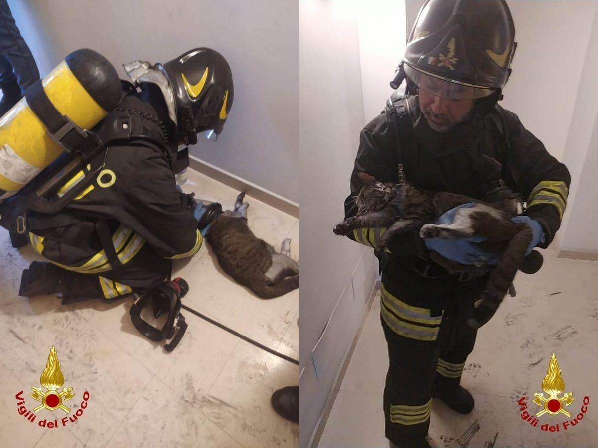 Vigili del fuoco - gatto salvato a Montorio