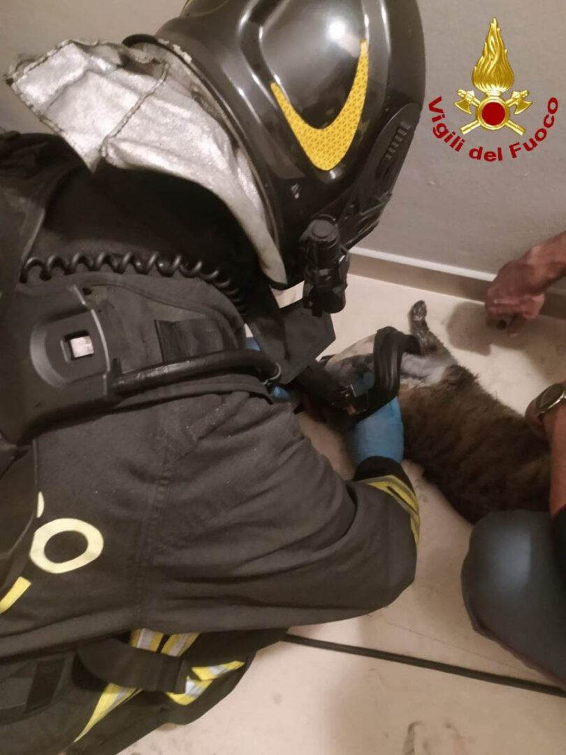Vigili del fuoco - gatto salvato a Montorio