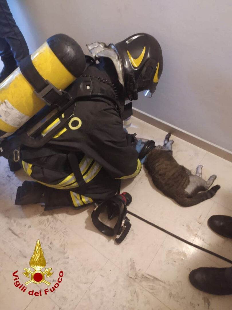 Vigili del fuoco - gatto salvato a Montorio