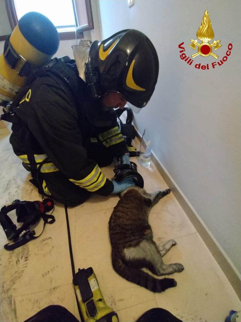 Vigili del fuoco - gatto salvato a Montorio