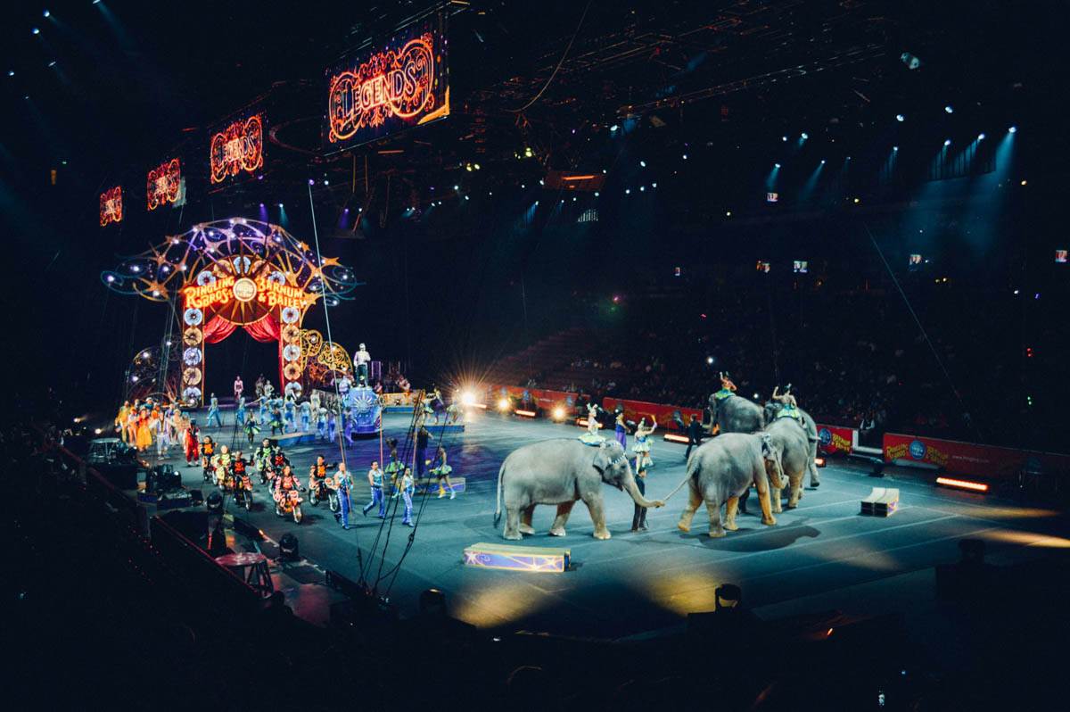 animali circo