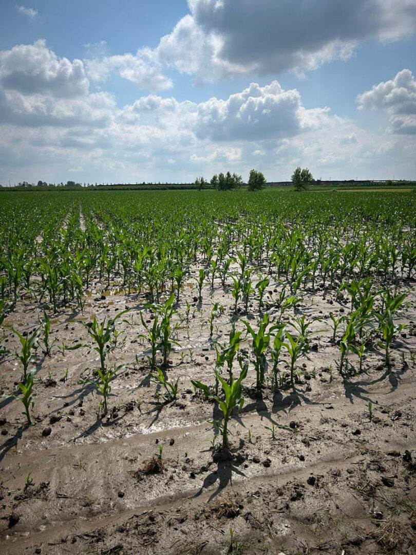 campi allagati grandine veronese (1)