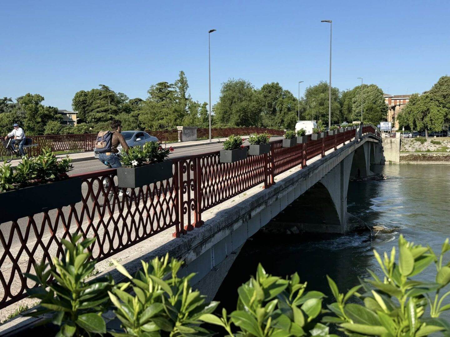 dipladenie ponte catena verona (3)