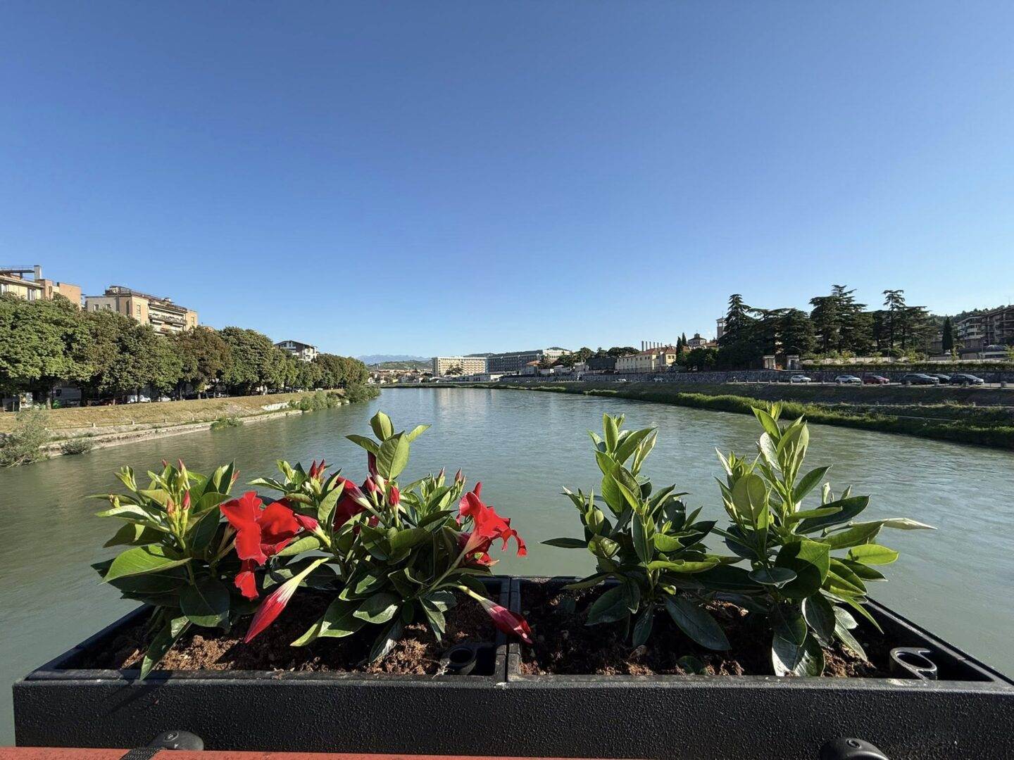 dipladenie ponte catena verona (3)