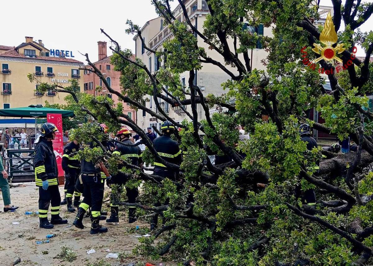 Albero piazzale Roma - vigili del fuoco