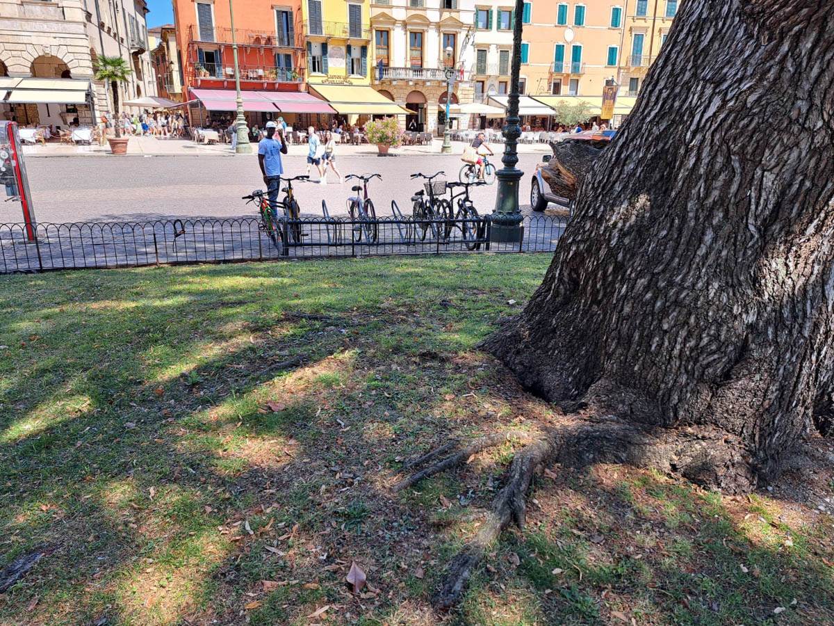 Cedro piazza Bra - controlli Amia