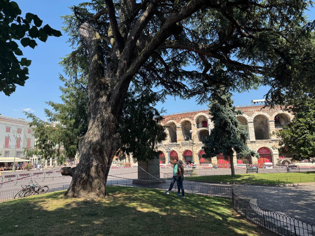 Il cedro di piazza Bra a rischio crollo