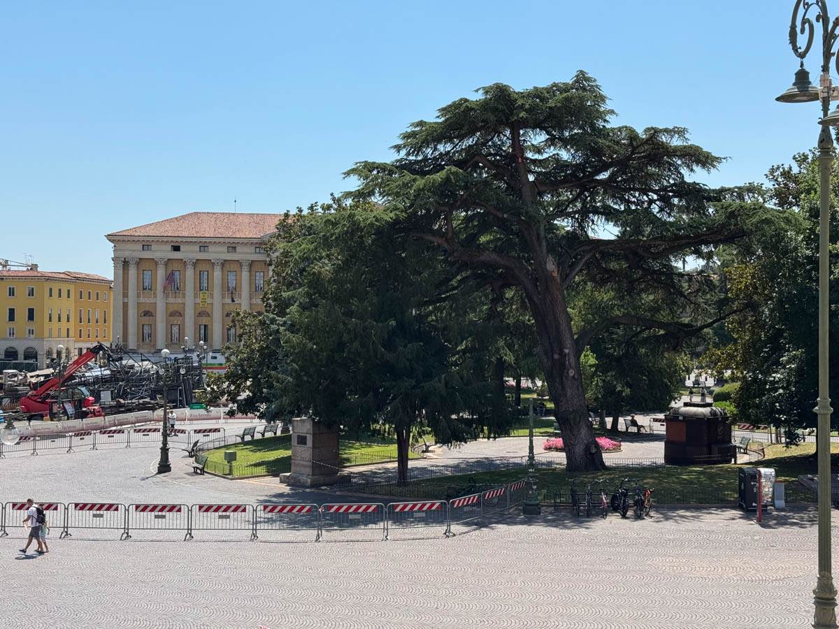 Il cedro di piazza Bra a rischio crollo