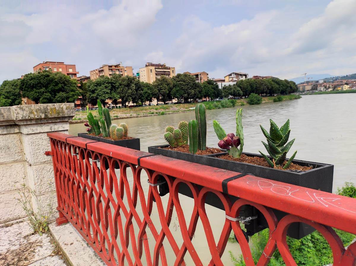 I cactus su ponte Catena a Verona