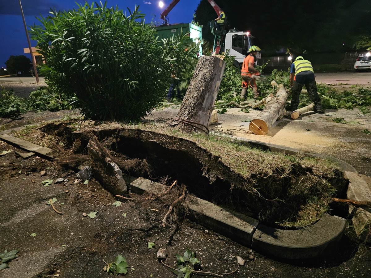 Intervento di Amia per alberi caduti a Verona (8 luglio 2025)