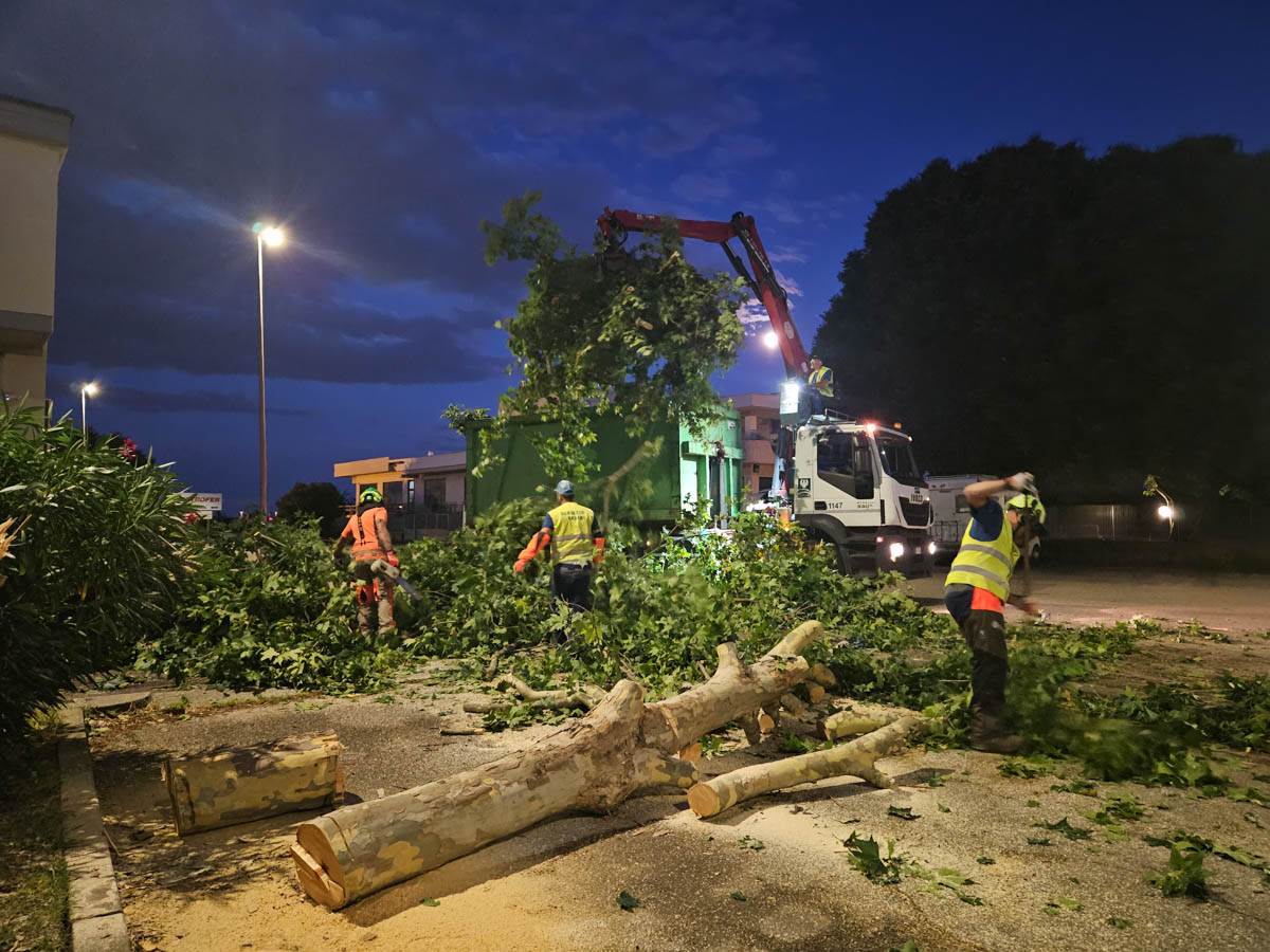 Intervento di Amia per alberi caduti a Verona (8 luglio 2025)