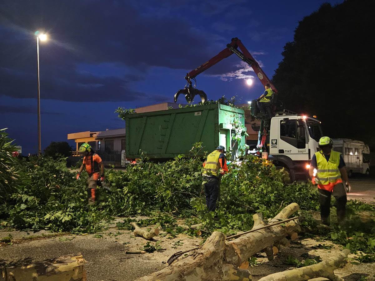 Intervento di Amia per alberi caduti a Verona (8 luglio 2025)