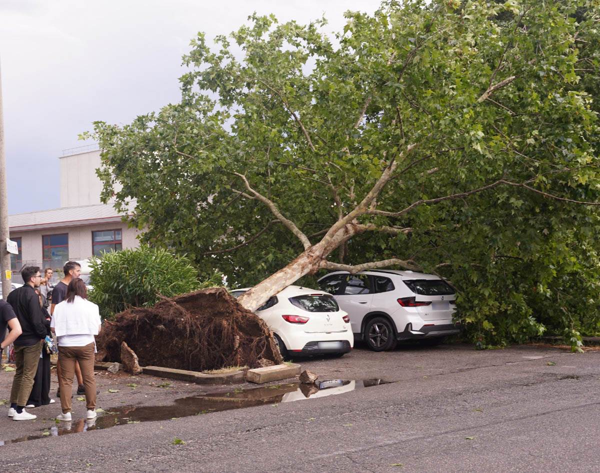 Vento verona maltempo alberi abbattuti danni auto