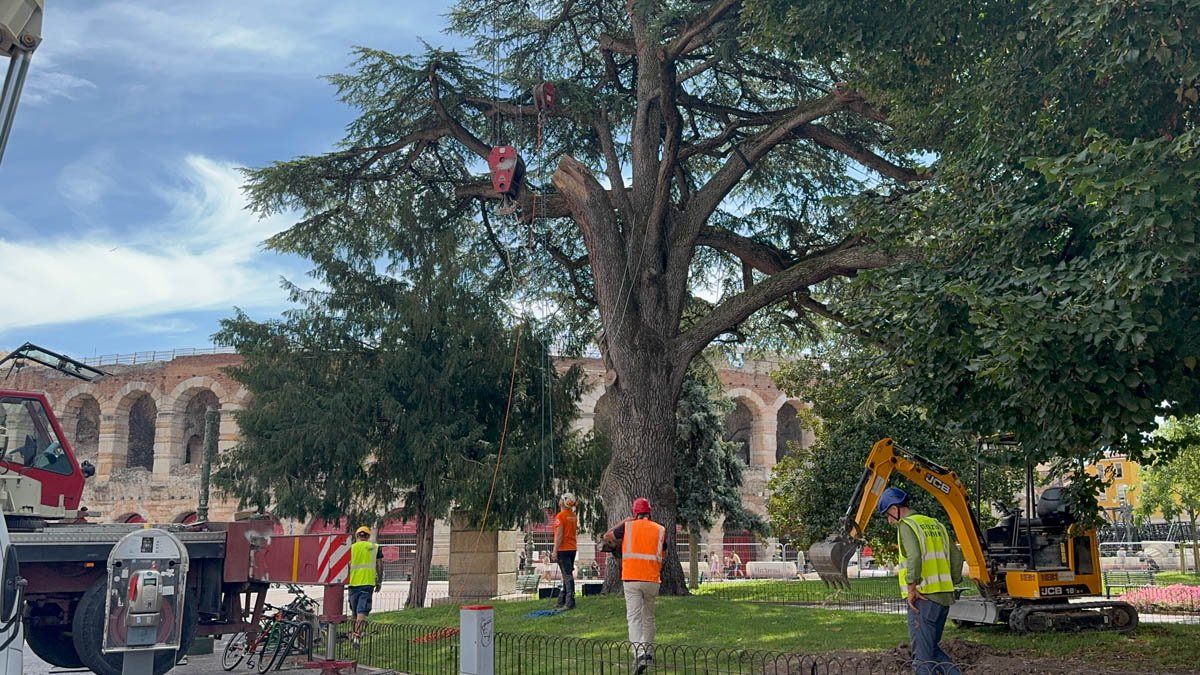 Cedro piazza Bra Verona - ispezione