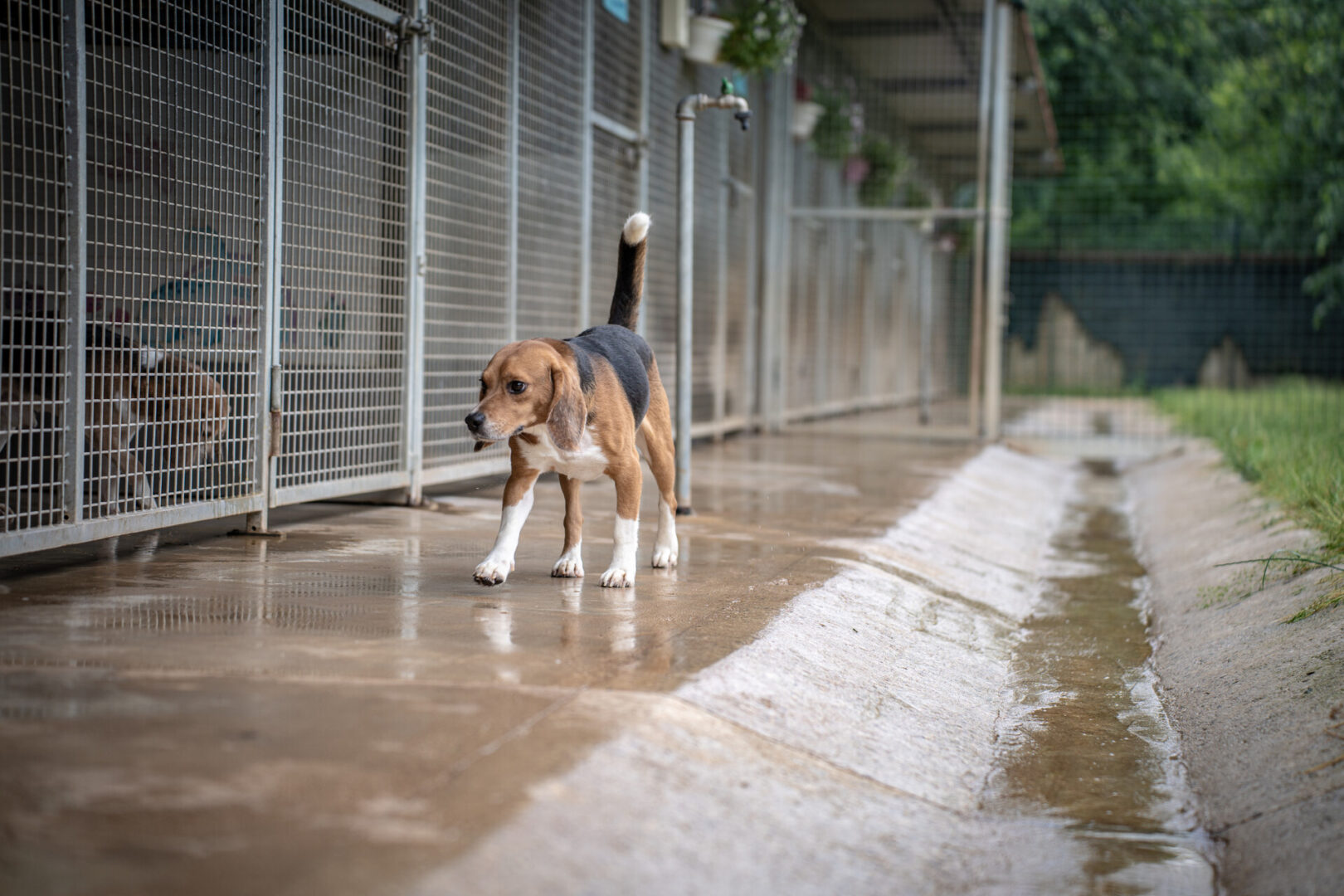 Beagle LAV Aptuit sequestro