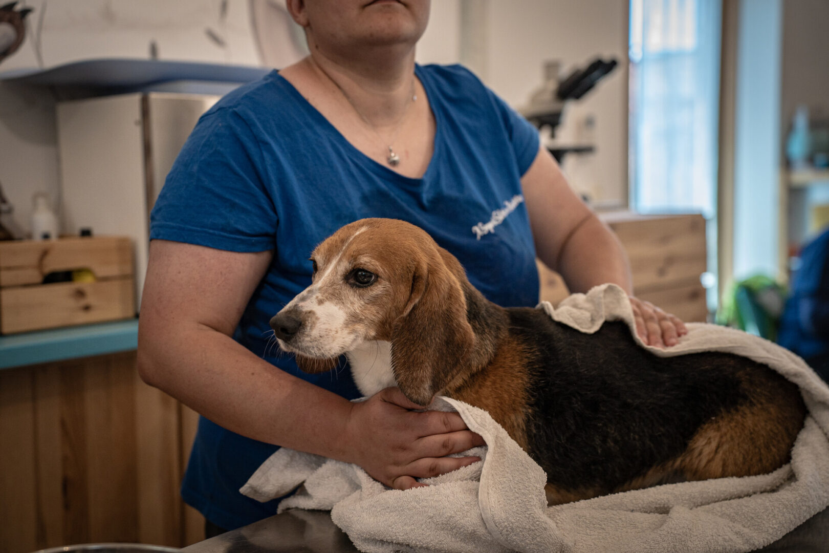 Beagle LAV Aptuit sequestro
