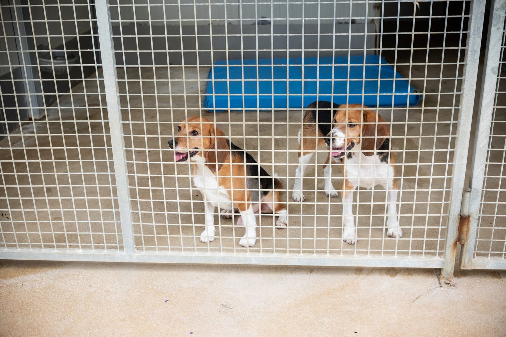 Beagle LAV Aptuit sequestro