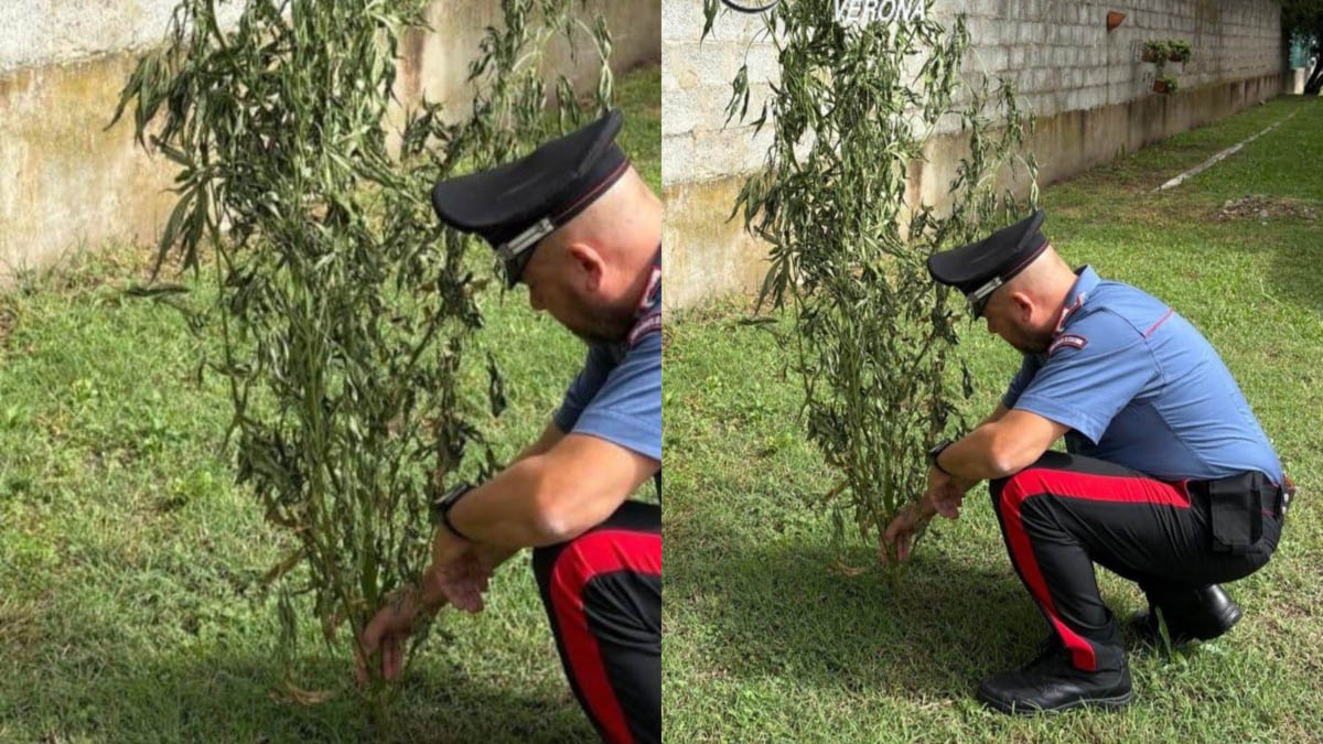 Carabinieri marijuana Trevenzuolo