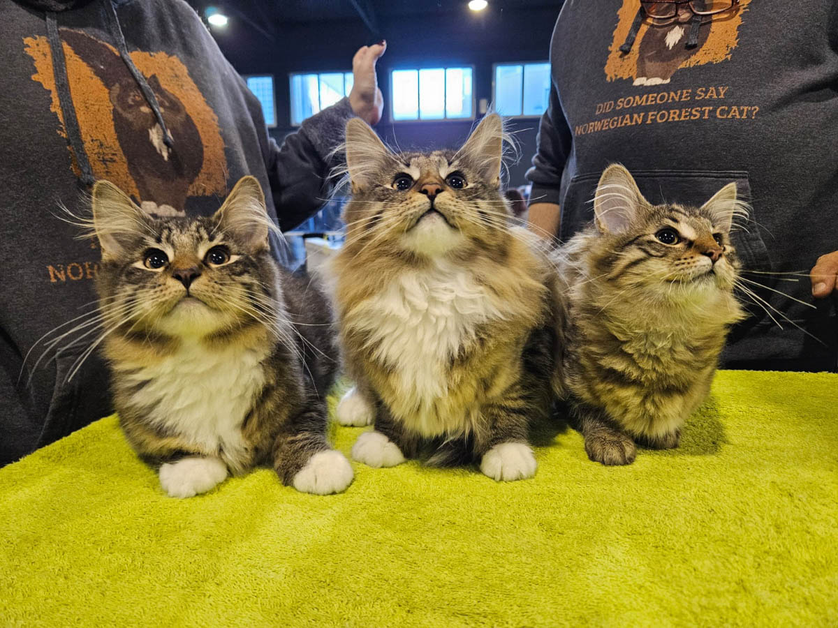 Gatti - Artur, Shakira e Michelle