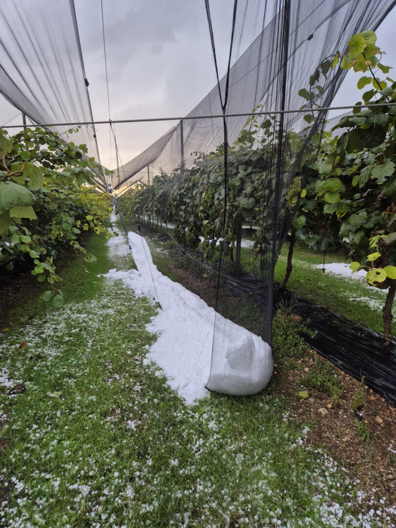 Grandine danni 24.09.2025 Veronese maltempo (2)