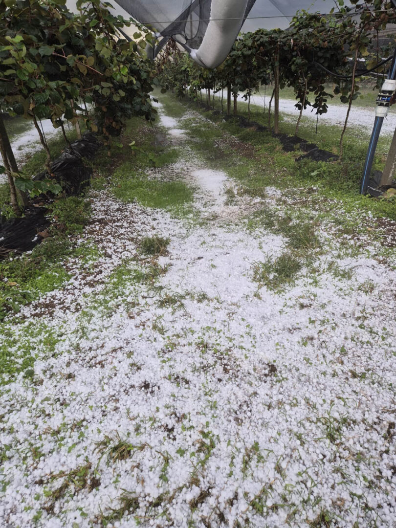 Grandine danni 24.09.2025 Veronese maltempo (2)