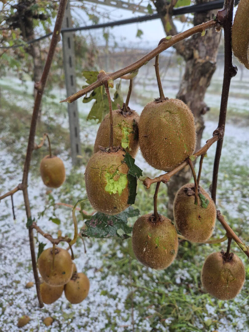 Grandine danni 24.09.2025 Veronese maltempo (2)